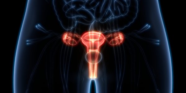 3D Illustration of Female Reproductive System Anatomy